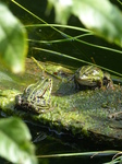 FZ007959Marsh frogs (Pelophylax ridibundus) on plank.jpg